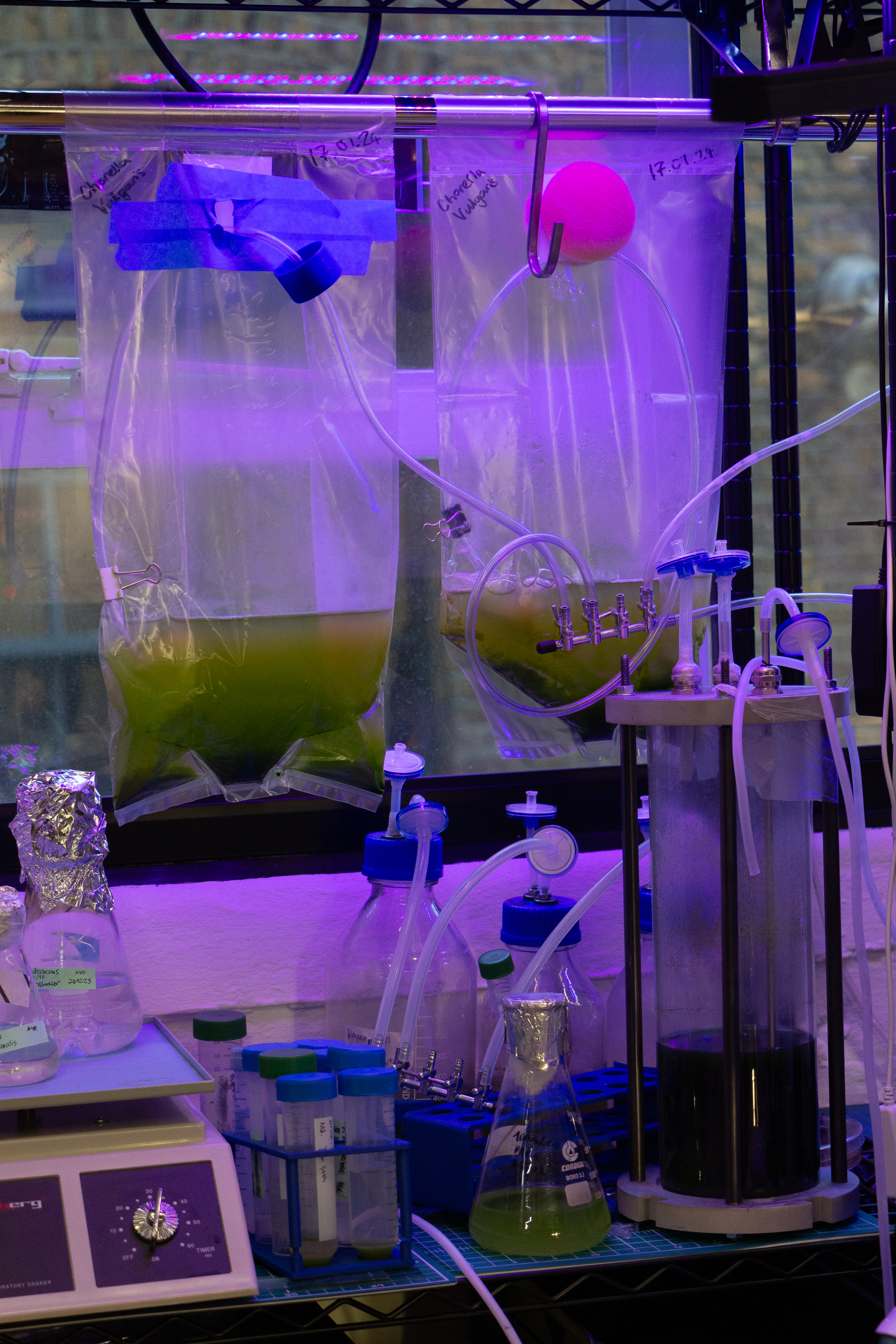 Image of a microalgae culture