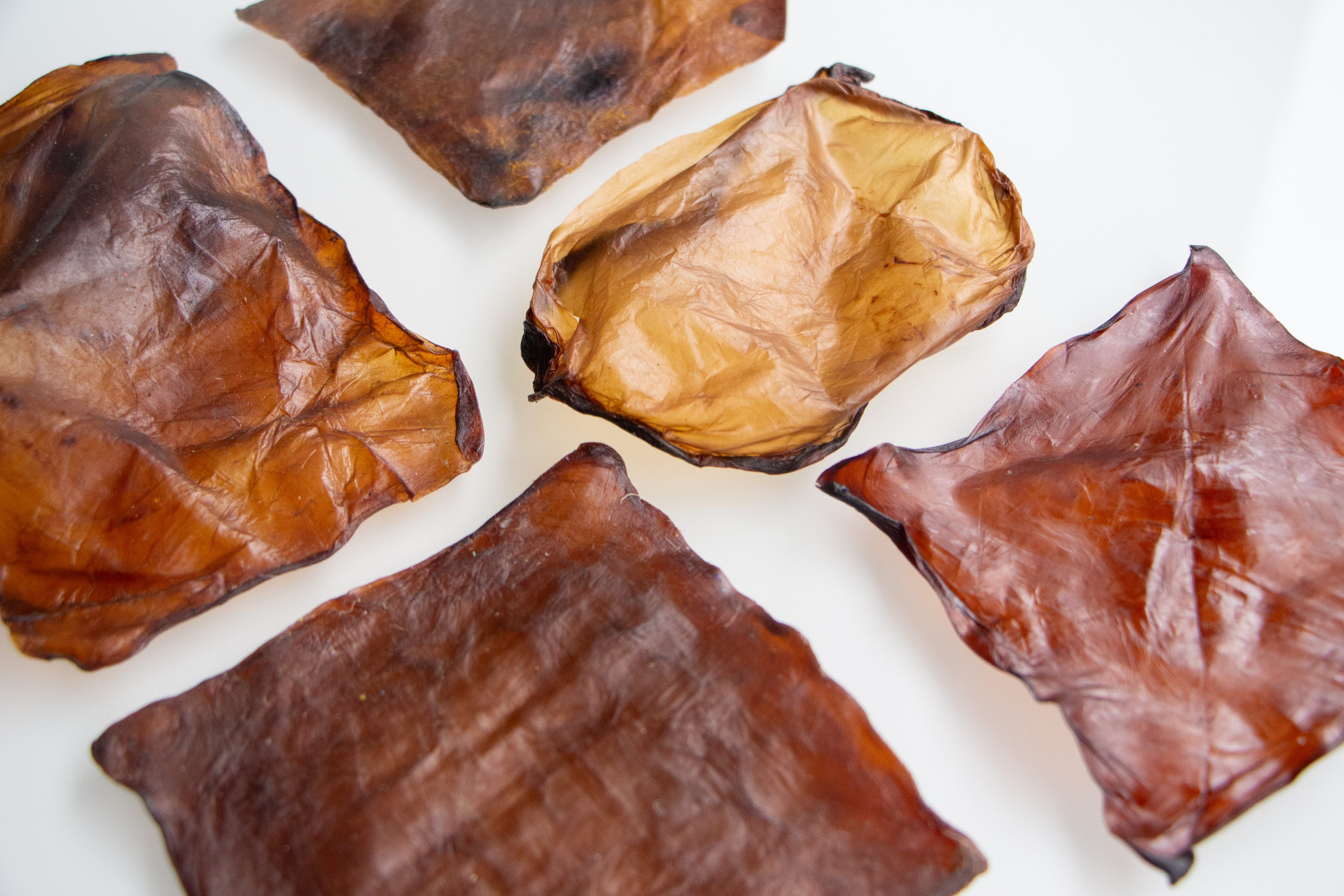 Image of scoby samples