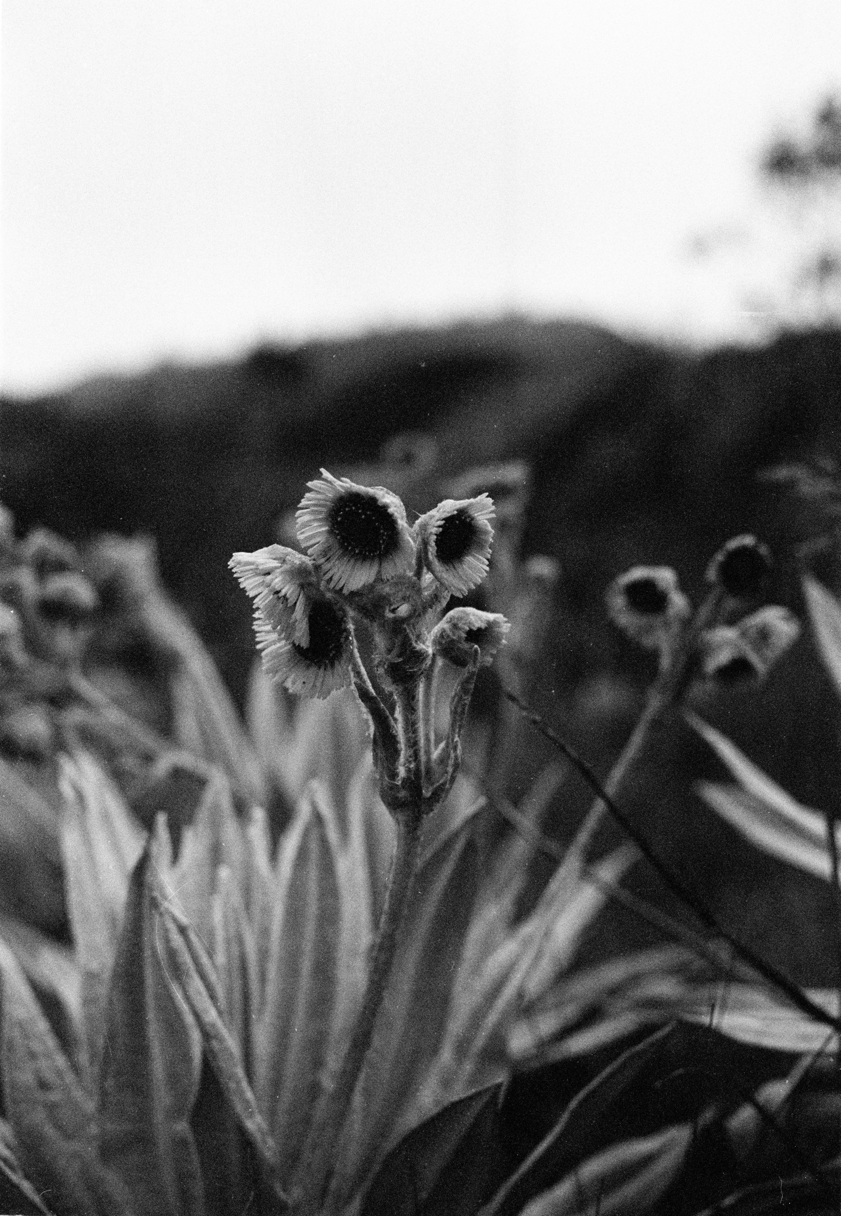 Close-up of flowers in black and white with blurred background.