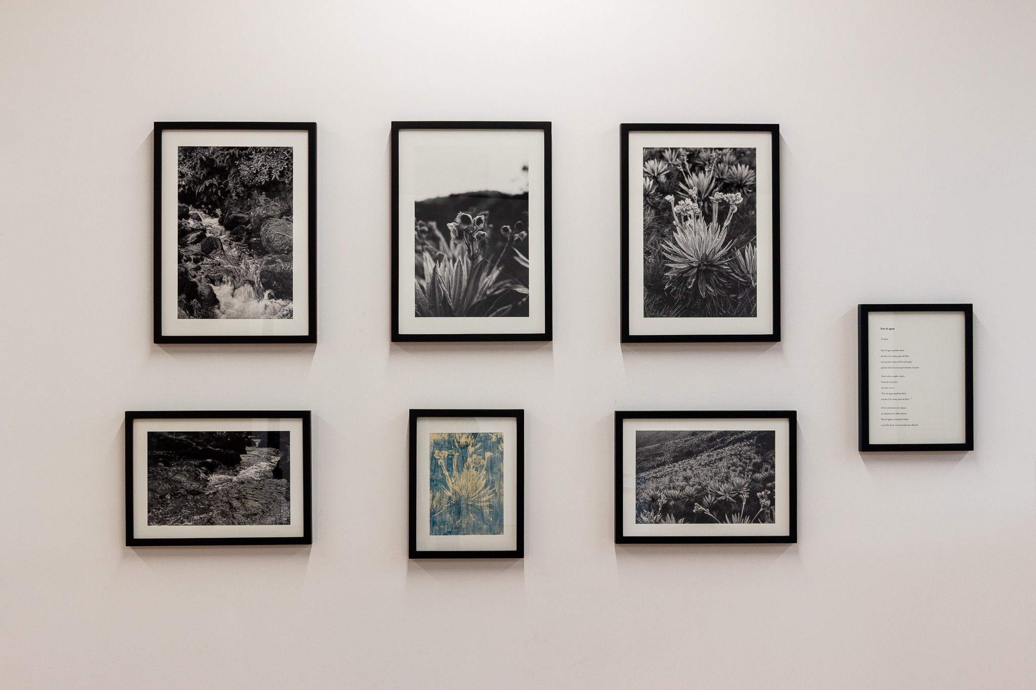 Wall installation with seven framed black and white botanical prints arranged in a grid.