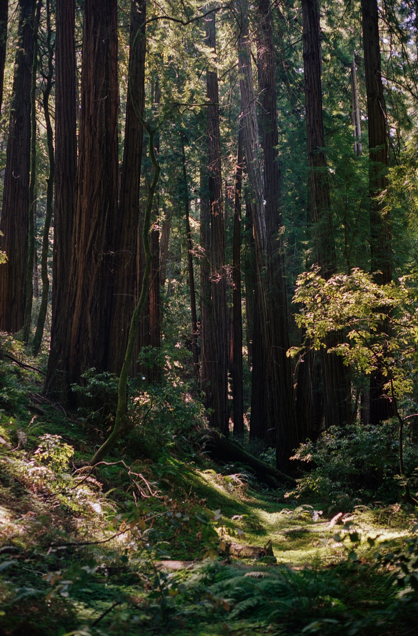 Image of a forest scene with tall redwood trees and light filtering through the leaves.