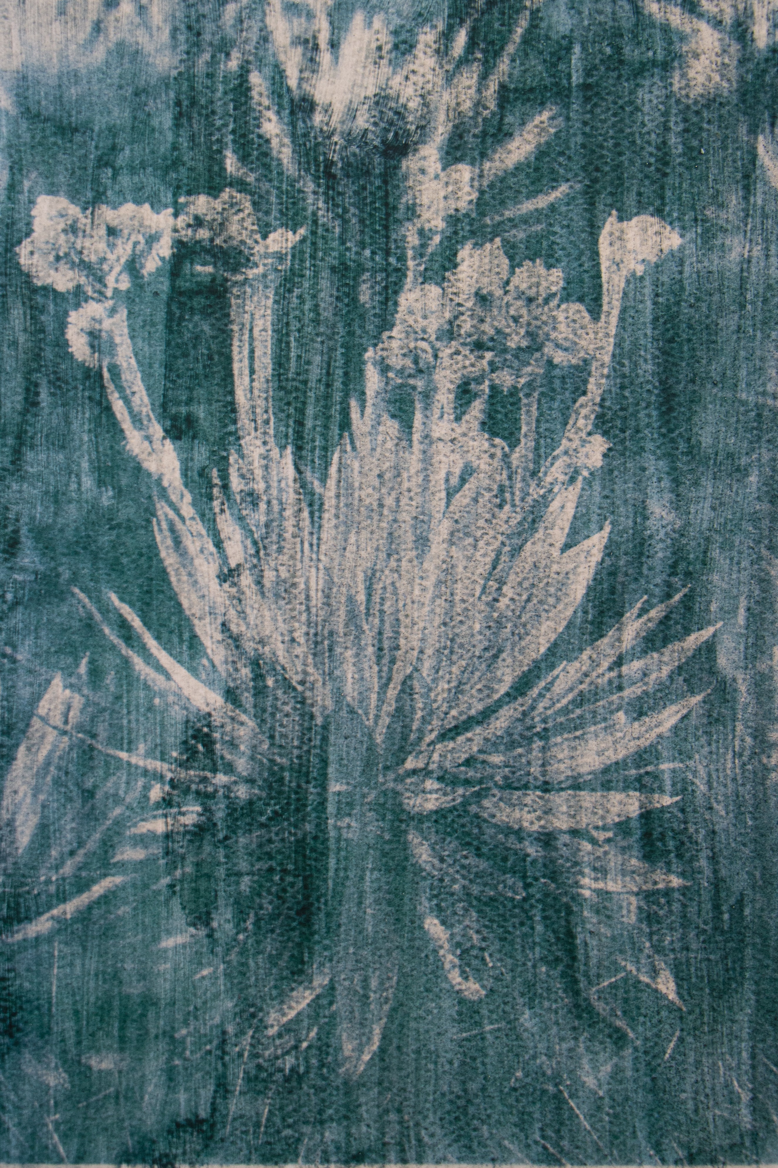 Image of spirulina anthotype
