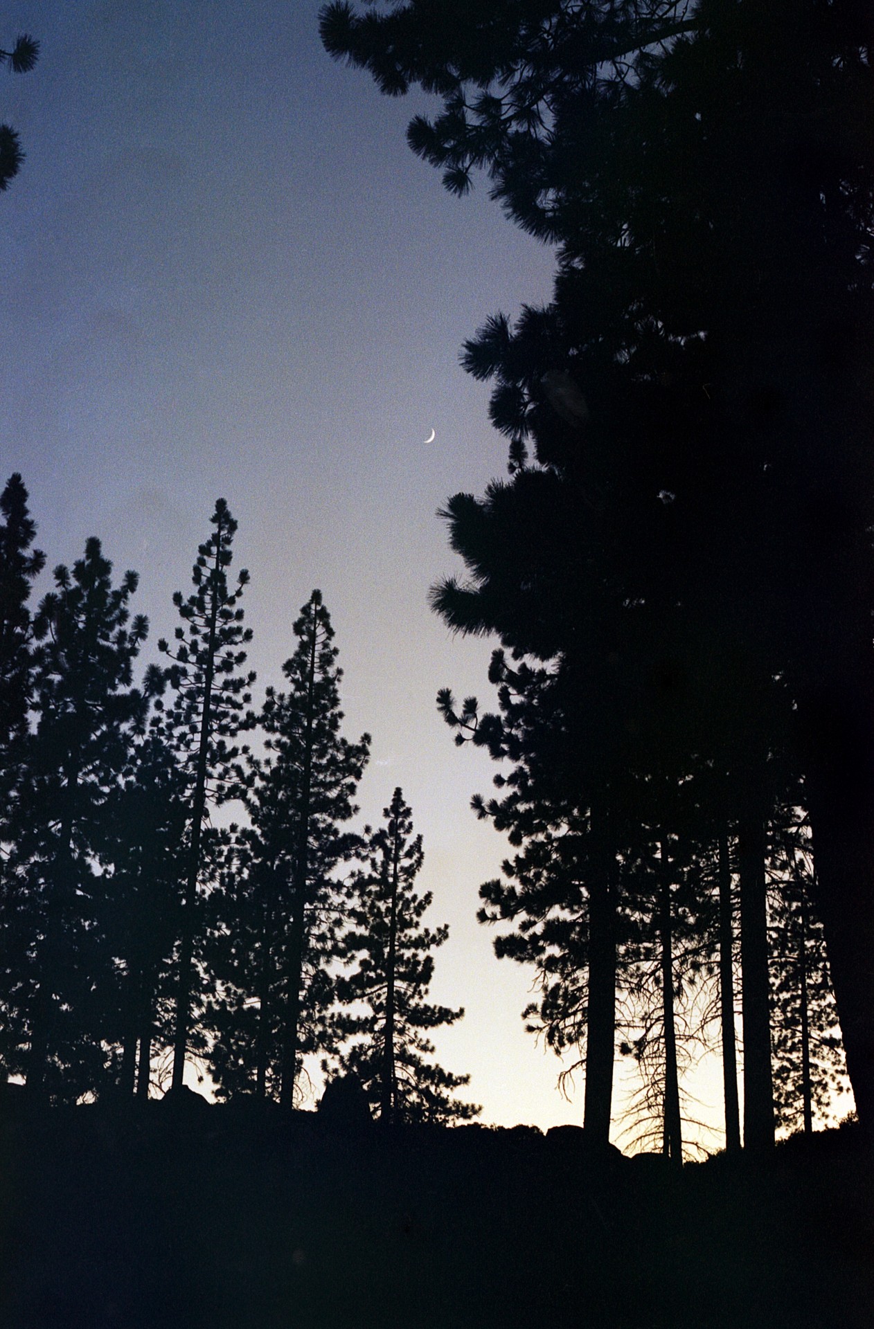Image of a silhouette of pine trees with the moon visible in a dusky sky.